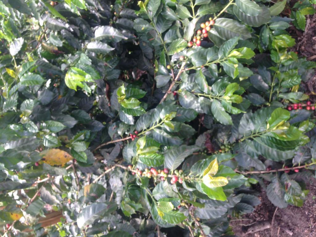 Finca El Diamante Βίλα Calarcá Εξωτερικό φωτογραφία