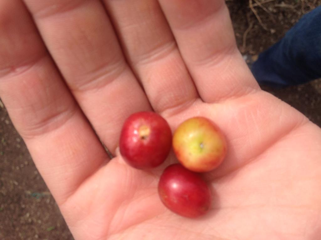 Finca El Diamante Βίλα Calarcá Εξωτερικό φωτογραφία