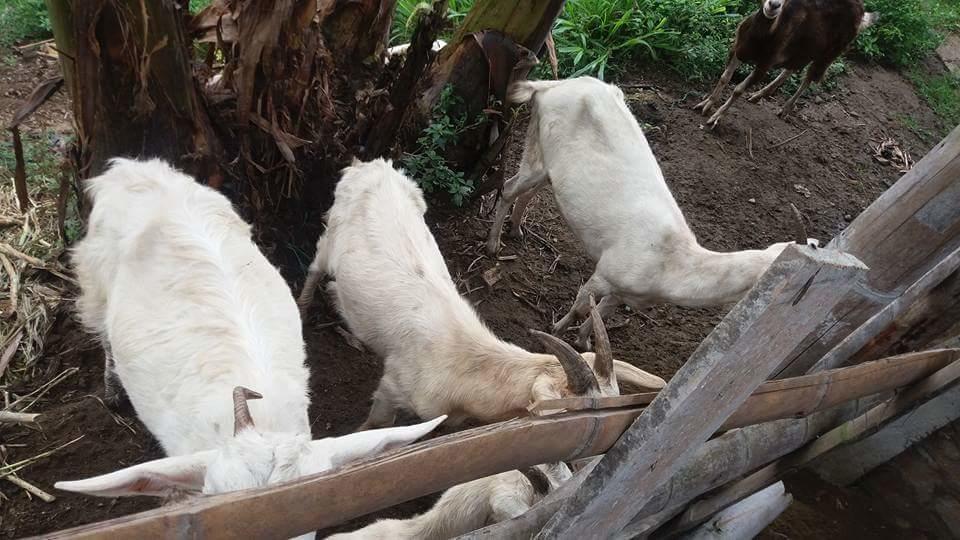 Finca El Diamante Βίλα Calarcá Εξωτερικό φωτογραφία