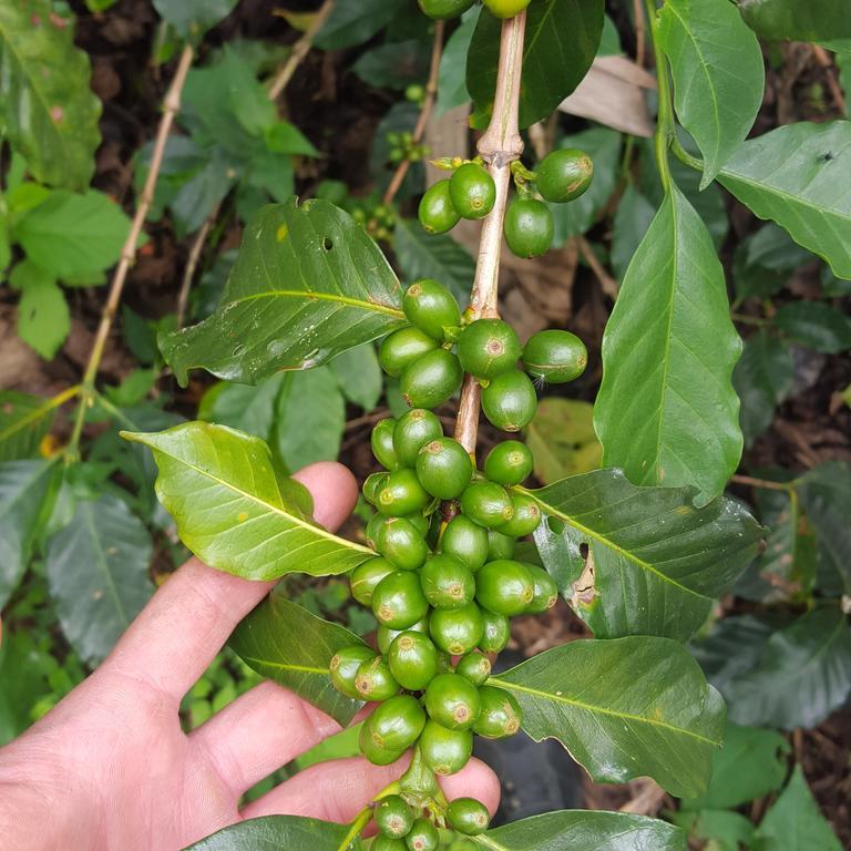 Finca El Diamante Βίλα Calarcá Εξωτερικό φωτογραφία