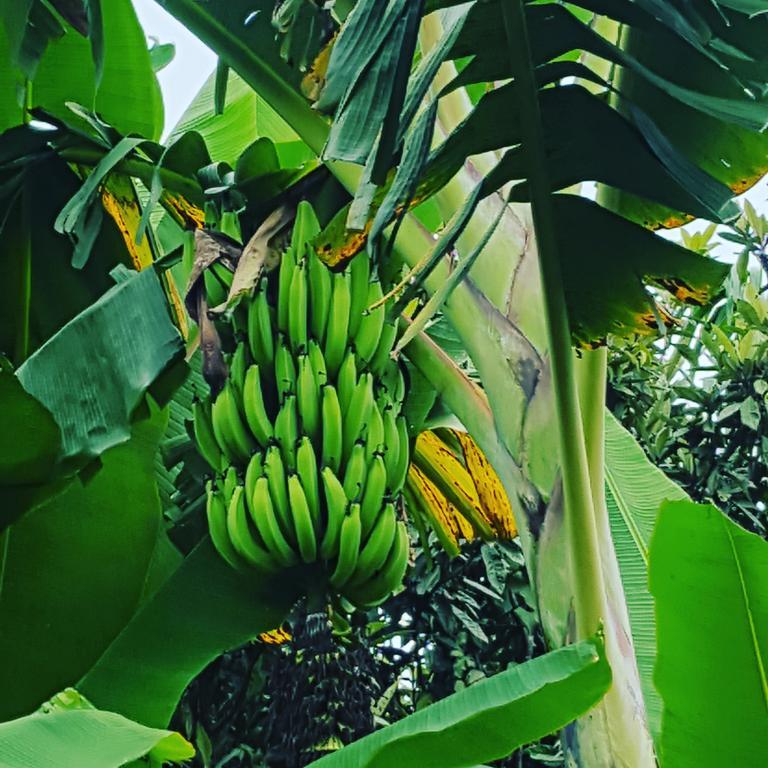 Finca El Diamante Βίλα Calarcá Εξωτερικό φωτογραφία